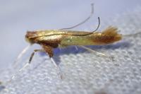 Caloptilia robustella