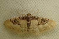 Idaea mustelata