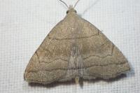 Zanclognatha lunalis