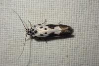 Ethmia quadrillella