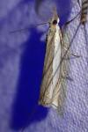 Crambus pascuella