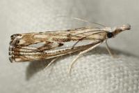 Catoptria falsella