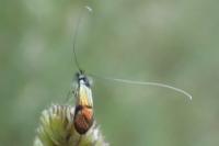 Nemophora albiciliellus