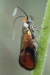 Nemophora albiciliellus