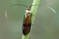 Nemophora albiciliellus