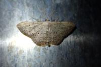 Idaea seriata