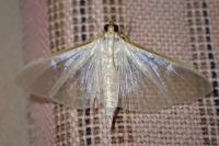 Palpita vitrealis