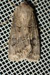 Agrotis bigramma