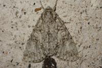 Acronicta megacephala