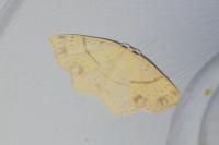 Cyclophora punctaria