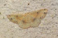 Cyclophora porata