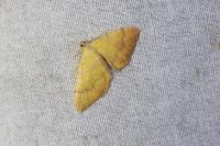 Camptogramma bilineata