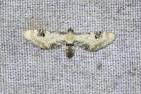 Eupithecia centaureata