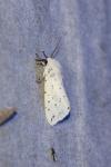 Spilosoma lubricipeda