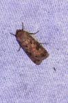 Agrotis exclamationis