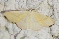 Cyclophora suppunctaria