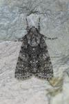 Acronicta rumicis