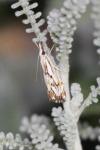 Catoptria falsella