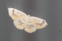 Cyclophora annularia