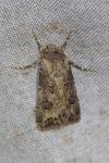 Agrotis bigramma