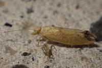 Ypsolopha alpella