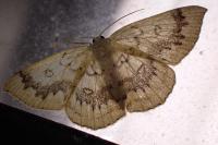 Cyclophora annularia