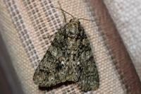 Acronicta rumicis