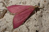 Pyrausta inornatalis