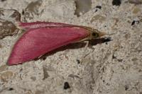 Pyrausta inornatalis