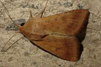 Helicoverpa armigera