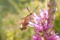 Hemaris fuciformis