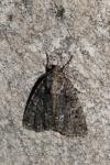 Acronicta rumicis