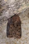 Agrotis bigramma