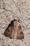 Agrotis puta