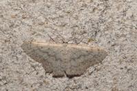 Idaea seriata