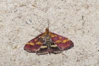 Pyrausta purpuralis