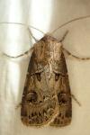 Agrotis bigramma