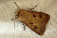 Agrotis exclamationis