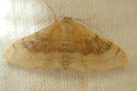 Idaea degeneraria