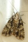 Acronicta rumicis