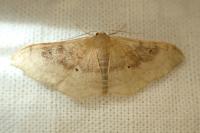 Idaea degeneraria