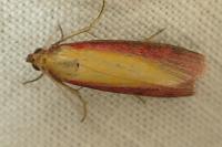 Oncocera semirubella