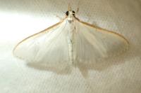 Palpita vitrealis