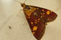 Pyrausta aurata