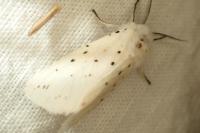 Spilosoma lubricipeda