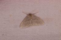 Idaea subsericeata