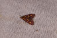 Pyrausta purpuralis