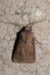 Agrotis bigramma