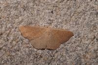 Cyclophora ruficiliaria