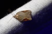 Acleris laterana